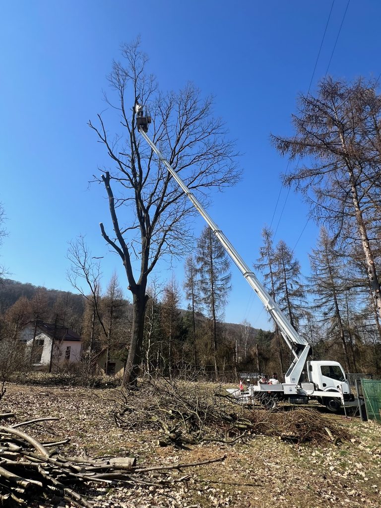 Wynajem zwyżki Brzeźnica – przycinka wysokich drzew | RADMAT
