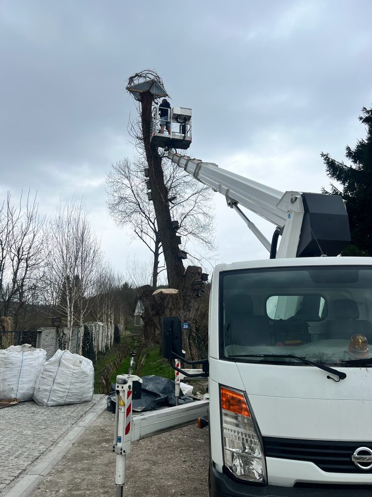 Wynajem zwyżki Skawina - prace przy drzewach